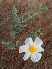 Argemone polyanthemos