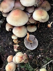 Hypholoma fasciculare