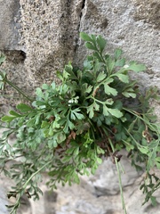 Asplenium ruta-muraria