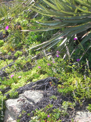 Cistanthe grandiflora