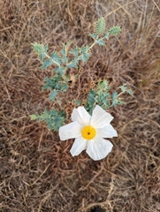 Argemone polyanthemos