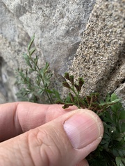 Asplenium ruta-muraria