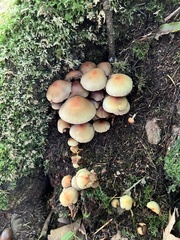 Hypholoma fasciculare