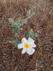 Argemone polyanthemos