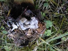 Asterophora parasitica