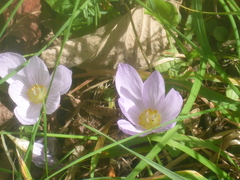 Crocus