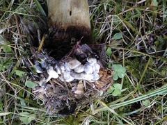 Asterophora parasitica