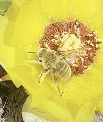 Diadasia