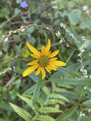 Helianthus simulans