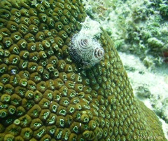 Montastraea cavernosa