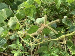 Calopogonium mucunoides