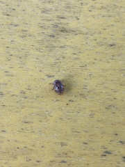 Clastoptera obtusa