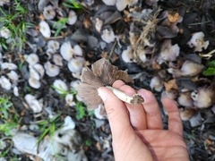 Candolleomyces