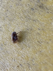 Clastoptera obtusa