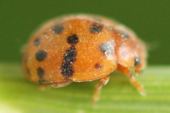 Subcoccinella vigintiquatuorpunctata