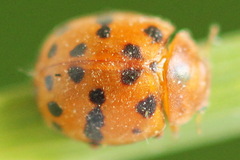 Subcoccinella vigintiquatuorpunctata