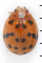 Subcoccinella vigintiquatuorpunctata
