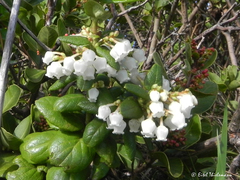 Gaultheria insana