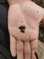Dubitogomphus bicornutus