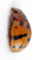 Subcoccinella vigintiquatuorpunctata