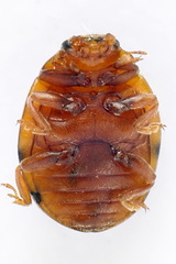 Subcoccinella vigintiquatuorpunctata