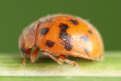 Subcoccinella vigintiquatuorpunctata