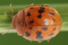 Subcoccinella vigintiquatuorpunctata