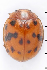 Subcoccinella vigintiquatuorpunctata