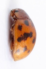 Subcoccinella vigintiquatuorpunctata