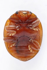 Subcoccinella vigintiquatuorpunctata