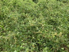 Calopogonium mucunoides