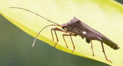 Mictis longicornis