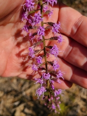 Liatris gracilis