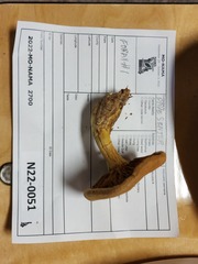 Cortinarius flavifolius