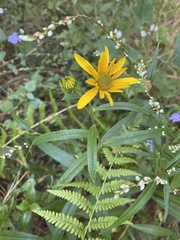 Helianthus simulans