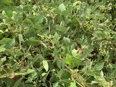 Calopogonium mucunoides