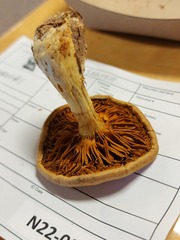 Cortinarius flavifolius