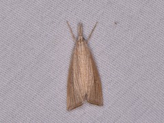 Eoreuma densellus