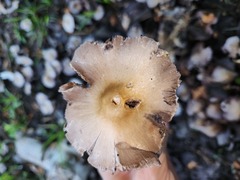 Candolleomyces