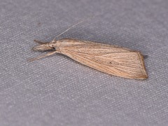 Eoreuma densellus
