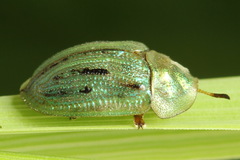 Cassida lineola