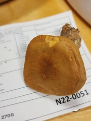 Cortinarius flavifolius