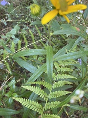 Helianthus simulans
