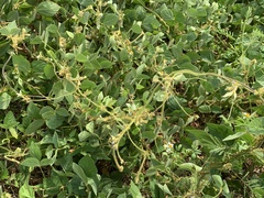 Calopogonium mucunoides