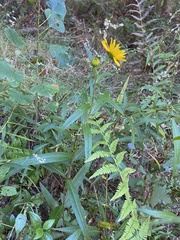Helianthus simulans