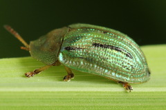 Cassida lineola