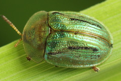Cassida lineola