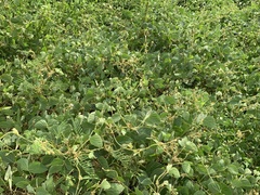 Calopogonium mucunoides