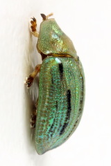 Cassida lineola