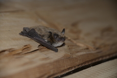 Myotis davidii